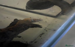 Snails invertebrates for sale: Giant African Land Snails - Image 8