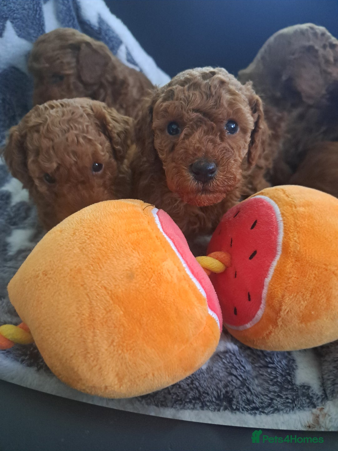 Toy Poodle dogs for sale: Toy poodle for sale - Image 4