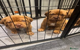 Dogue De Bordeaux dogs for sale: Excellent home bred pups - Advert 4