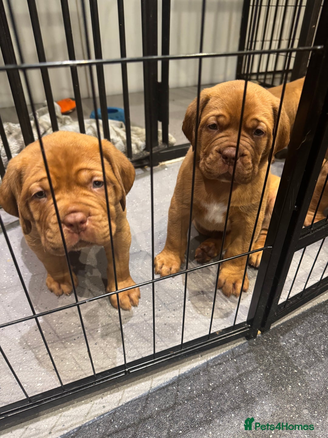 Dogue De Bordeaux dogs for sale: Excellent home bred pups - Advert 4