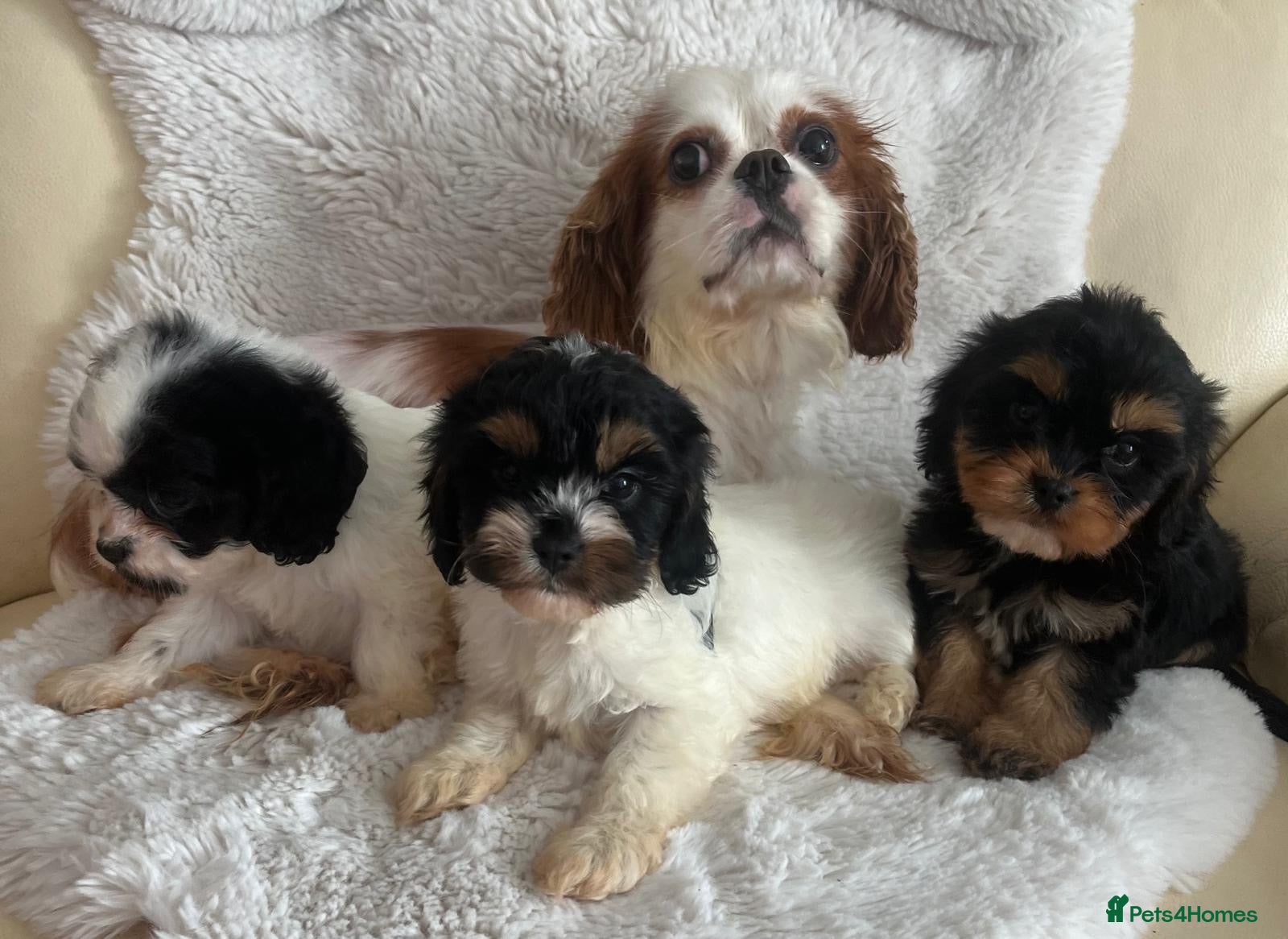 Cavapoo dogs Tri cavapoo puppies for sale - Advert 1