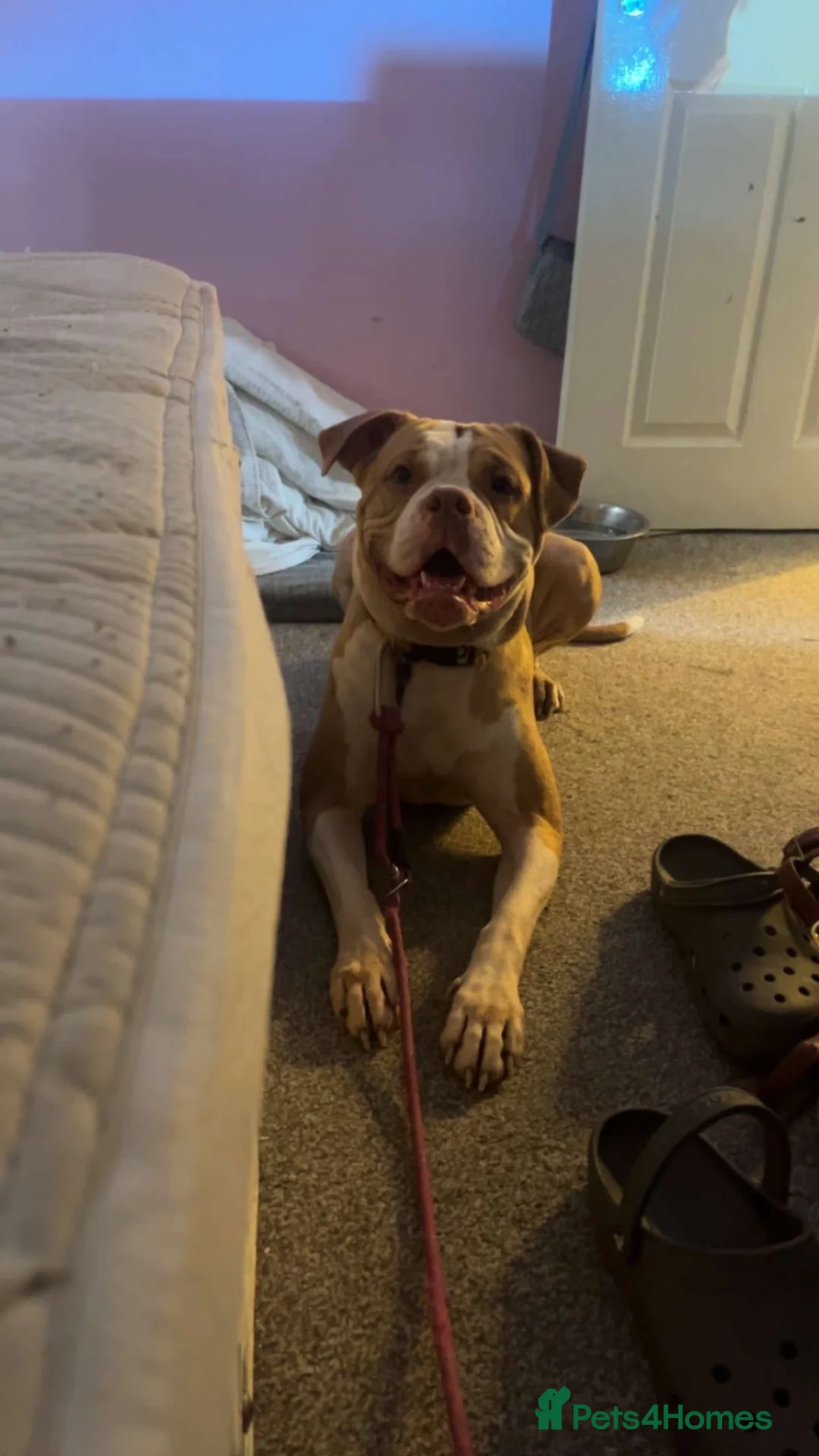 Alapaha Blue Blood Bulldog dogs for sale: Miss ocean  - Advert 2