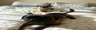 Frug 2