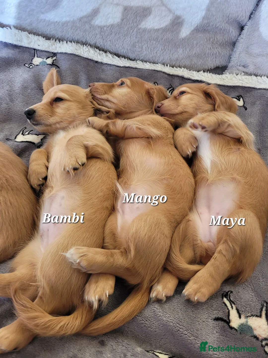 Dachshund dogs for sale: Long Haired KC Miniature Dachshund(LAST BOY) - Advert 17