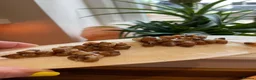 Snails invertebrates for sale: Albino Giant African Land Snails (Achatina Fulica) - Advert 1