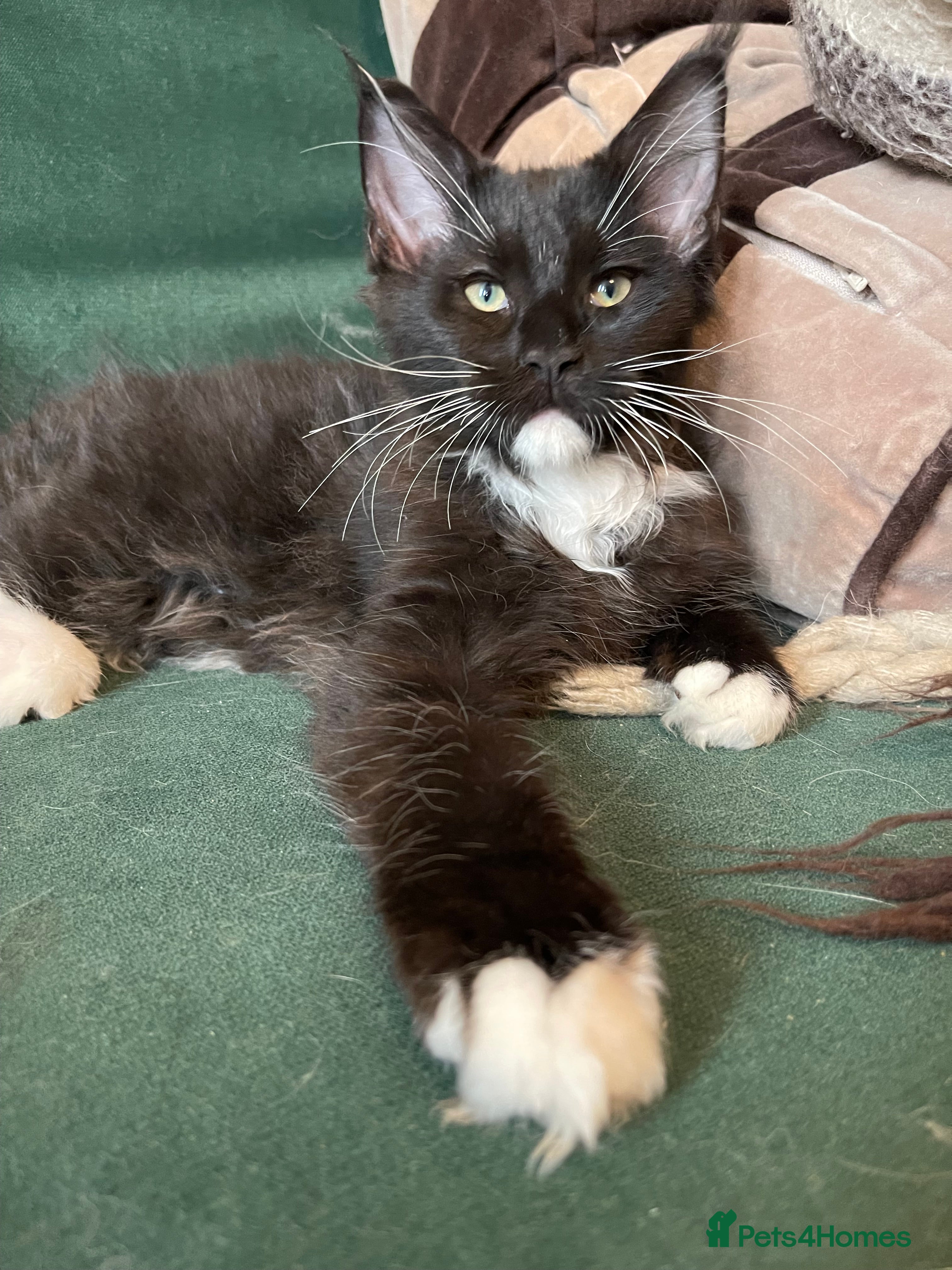 Maine Coon cats Mainecoons  - Advert 5