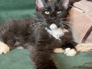 Maine Coon cats Mainecoons - Advert 17