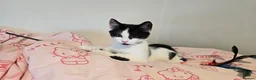 Turkish Angora cats for sale: 5 wonderful fur babies (4girls,1boy) - Advert 18