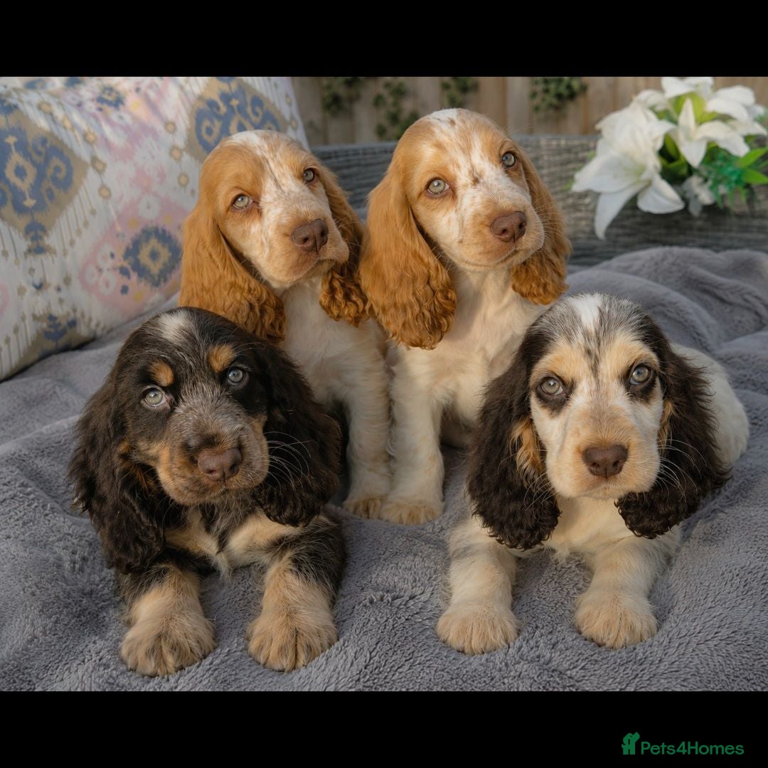 Cocker Spaniel dogs Exceptional True Show winning Champion Cockers. - Advert 1