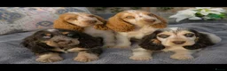 Cocker Spaniel dogs for sale: Exceptional True Show winning Champion Cockers. - Advert 7