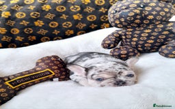 French Bulldog dogs for sale: French bulldog , merle, platinum, fluffy carriers. - Image 20