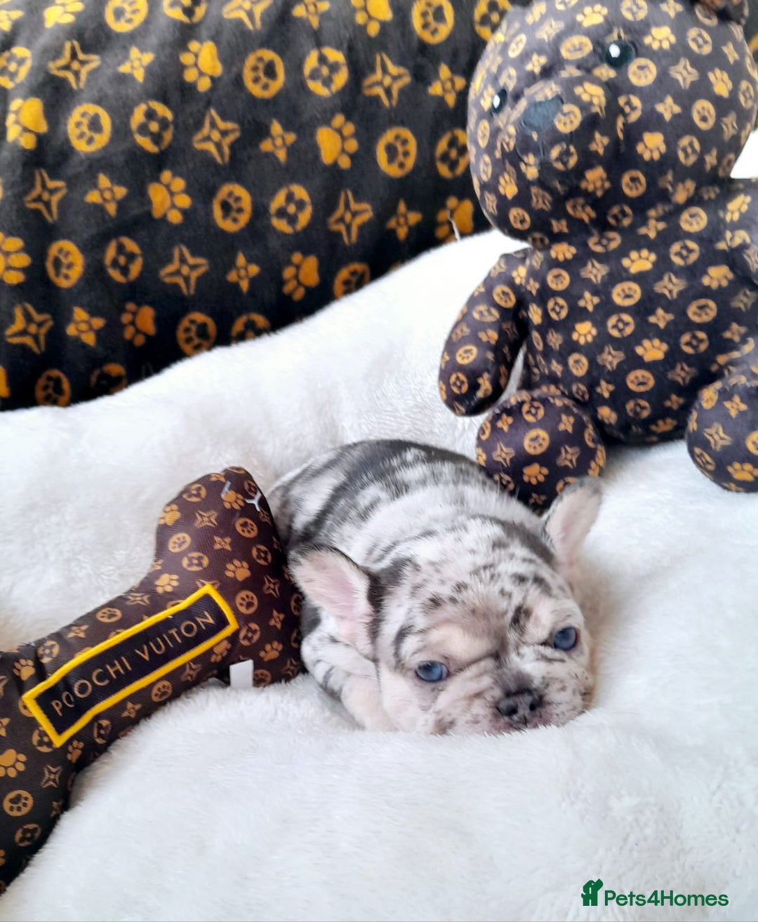 French Bulldog dogs for sale: French bulldog , merle, platinum, fluffy carriers. - Image 20