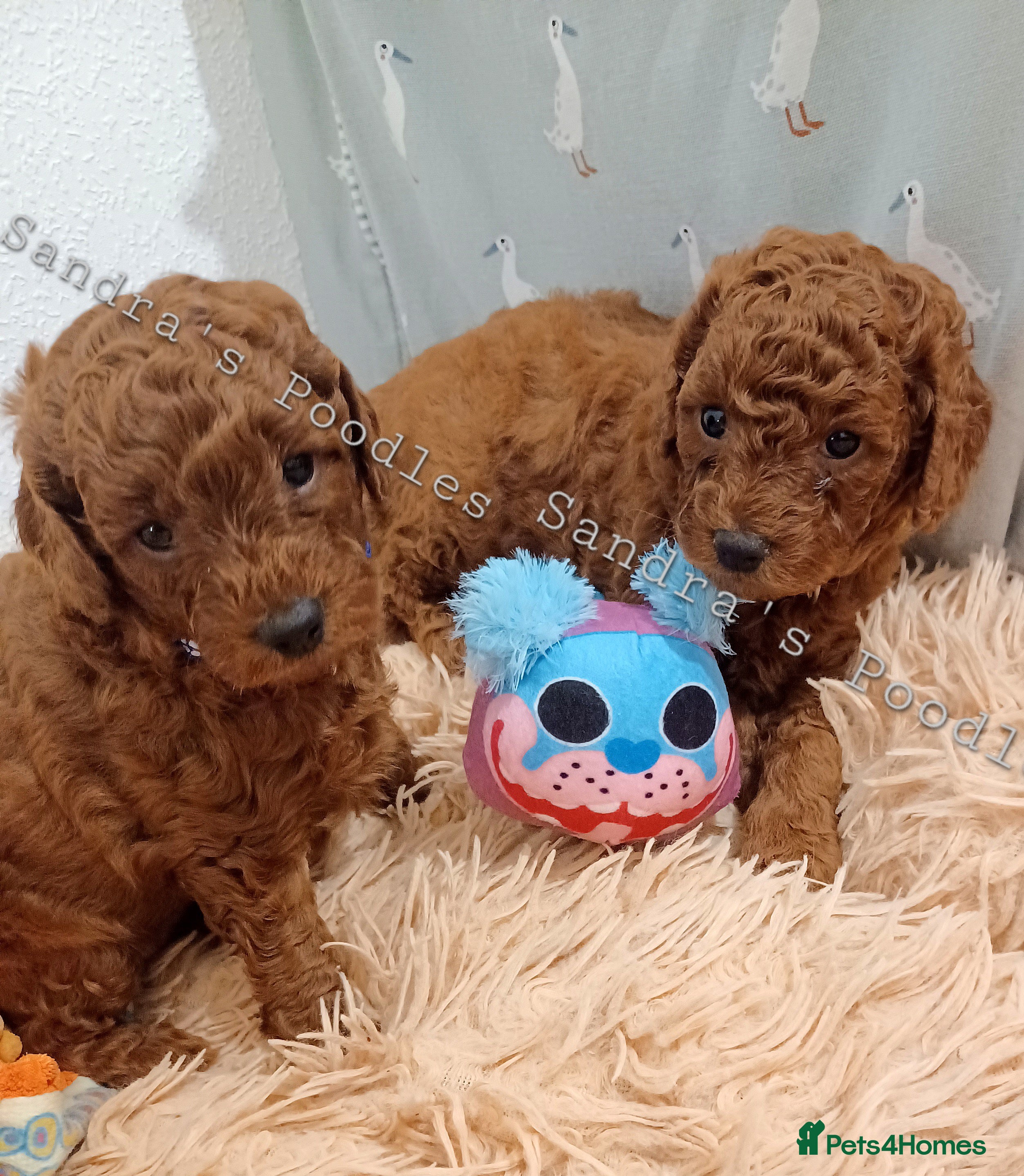 Miniature Poodle dogs ☆Quality KC Red Mini Poodles DNA Health Tested☆ - Advert 2