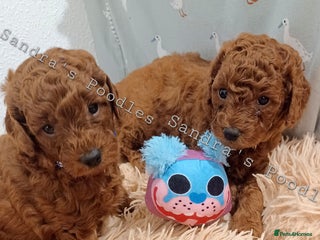 Miniature Poodle dogs ☆Quality KC Red Mini Poodles DNA Health Tested☆ - Advert 1