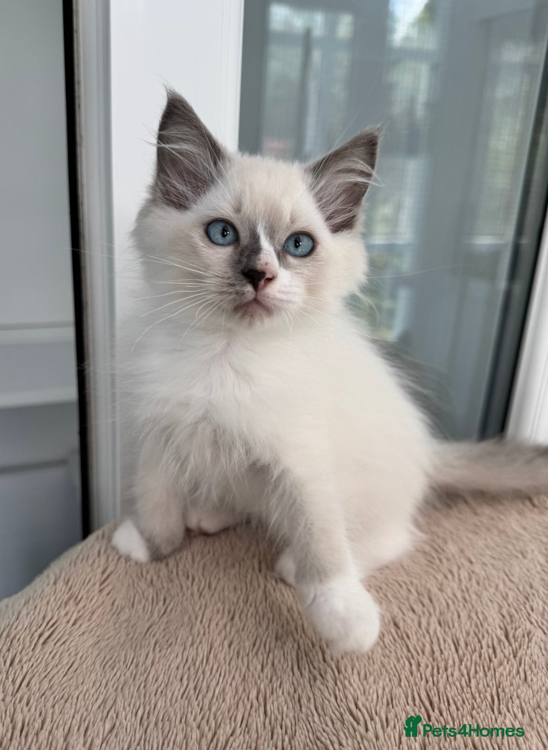 Ragdoll cats for sale: Champion Sired GCCF Registered Ragdoll Kittens - Image 6
