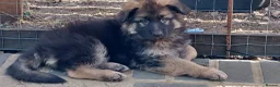 German Shepherd dogs for sale:  LONG COAT/SEMI LONG COAT GERMAN SHEPHERD PUPPIES - Advert 4