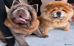 Chow Chow dogs for stud: Rare lilac smooth coat KC reg for stud  - Image 18