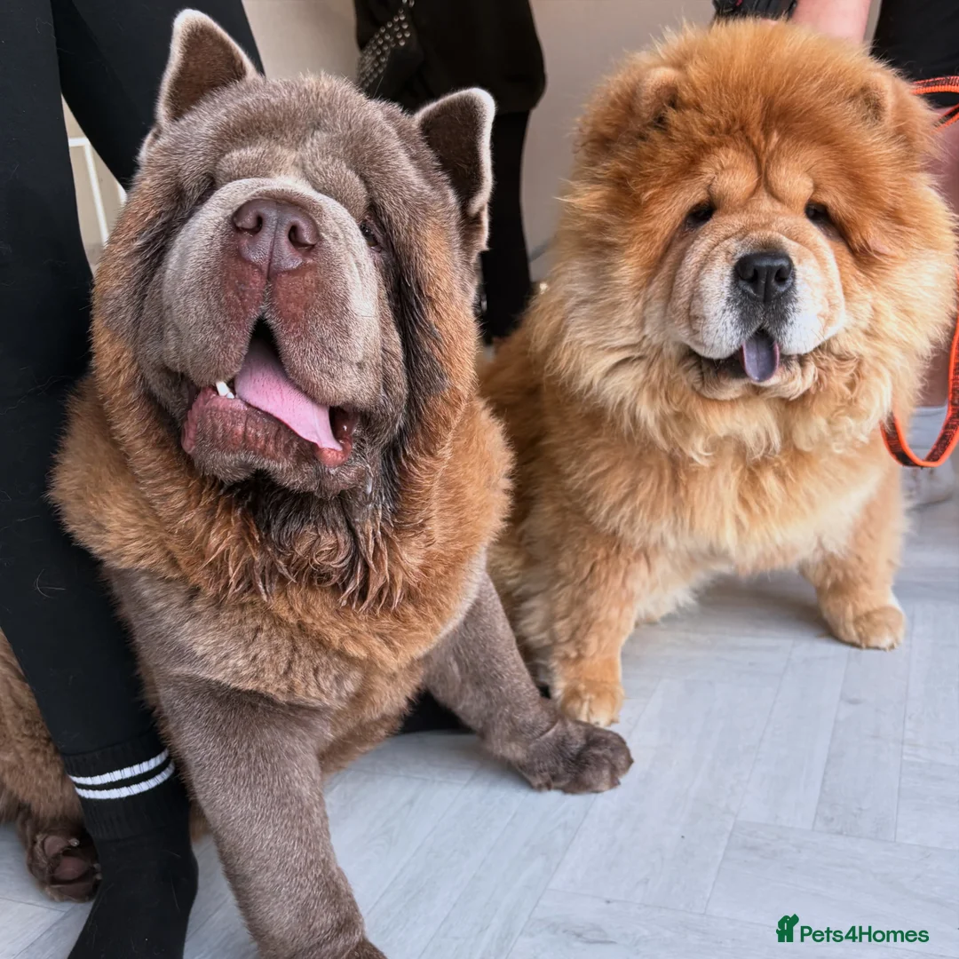 Chow Chow dogs for stud: The only rare lilac smooth coat KC reg  - Advert 19
