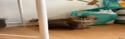 British Longhair cats for sale: 5 kittens ready for new family negotiate available - Advert 14