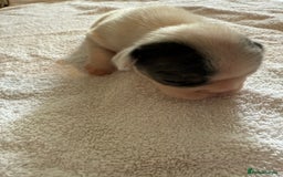 French Bulldog dogs for sale: French Bulldog Puppies 3 Male 4 Female  - Image 37