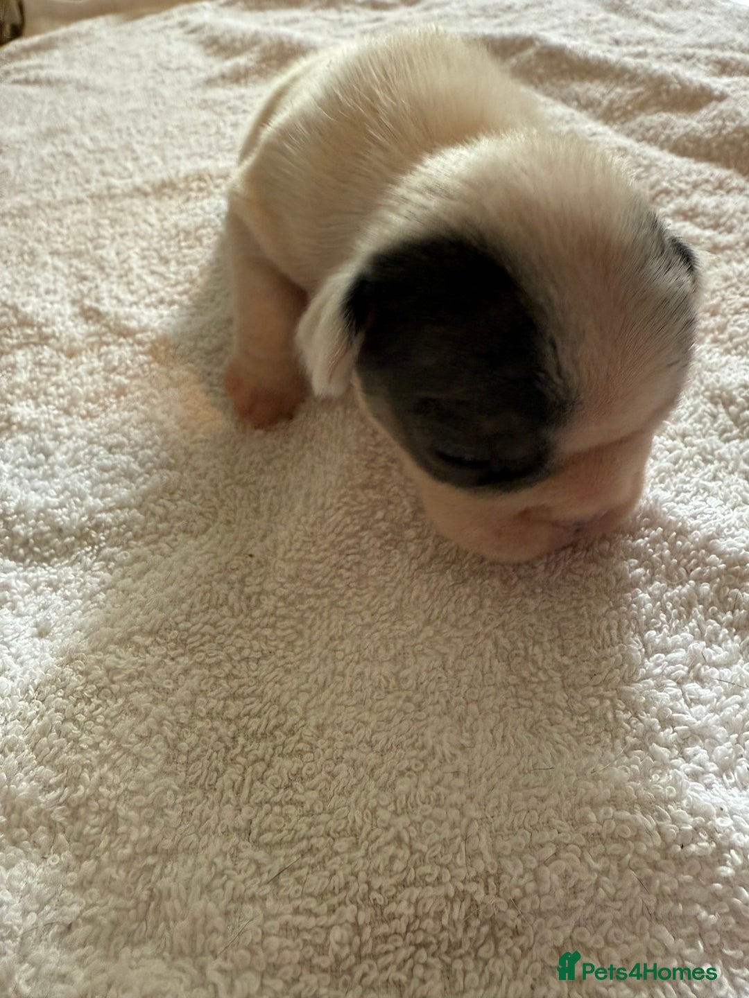 French Bulldog dogs for sale: French Bulldog Puppies 3 Male 4 Female  - Image 37