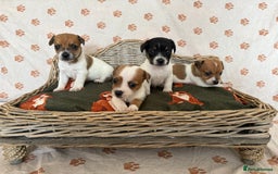 Jack Russell dogs for sale:  JACK RUSSELL PUPPIES READY NOW  - Image 1