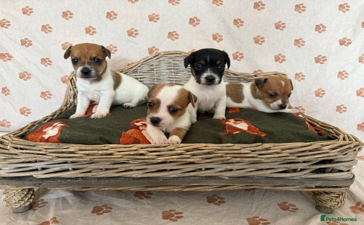 Jack Russell dogs - Advert 7