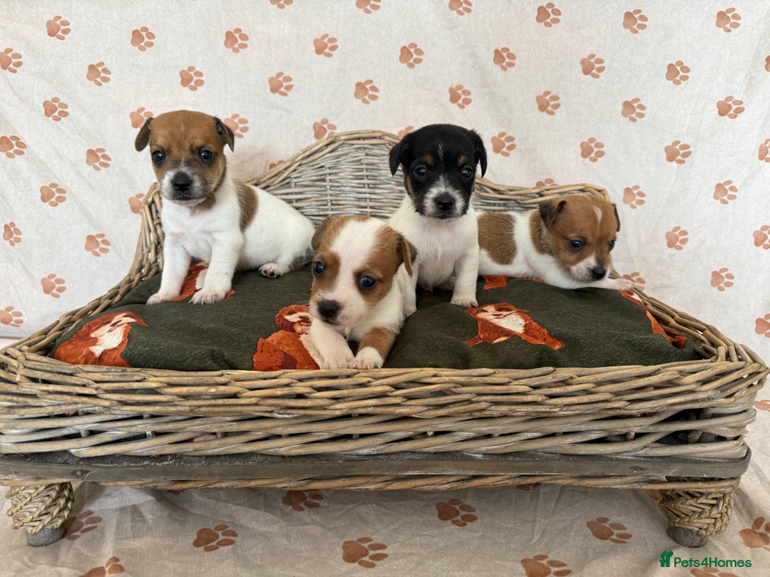 Jack Russell dogs for sale:  JACK RUSSELL PUPPIES READY NOW  - Image 1
