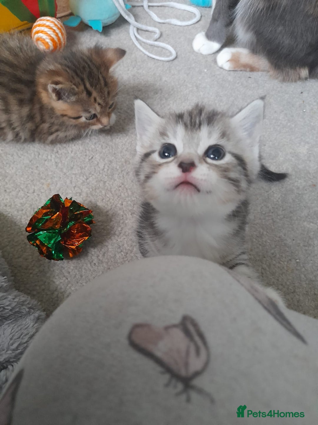 Bengal cats for sale: Looking for homes  - Advert 4