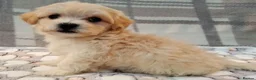 Maltipoo dogs for sale: Maltipoo puppies  - Advert 4