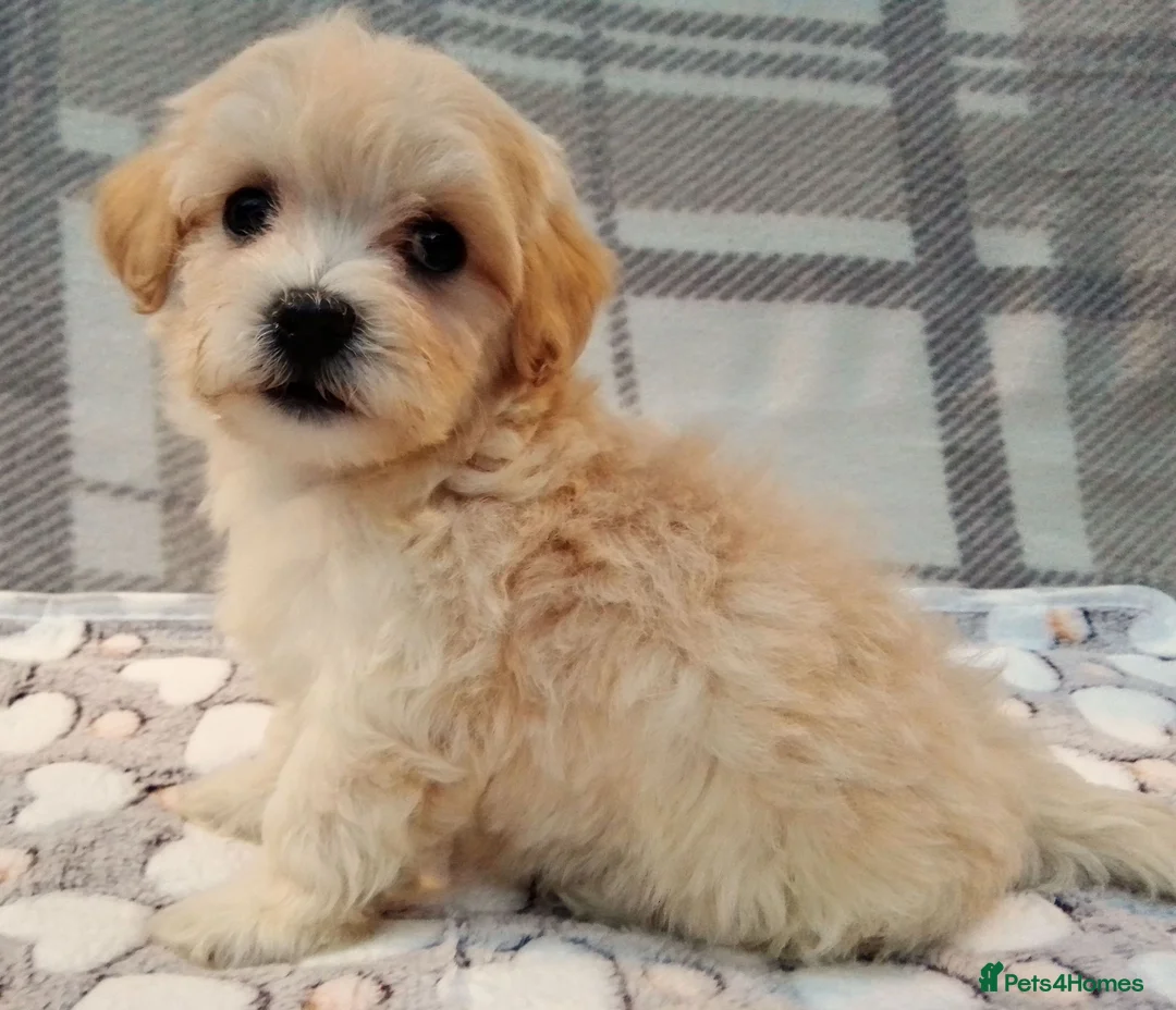 Maltipoo dogs for sale: Maltipoo puppies  - Advert 9