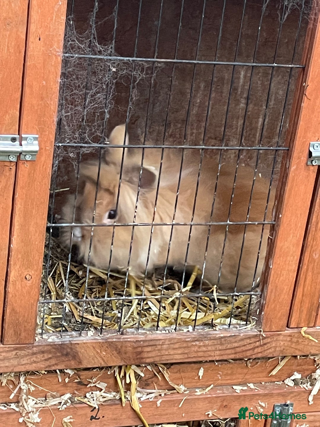 Lionhead rabbits for sale: Various lion head rabbits - Image 2