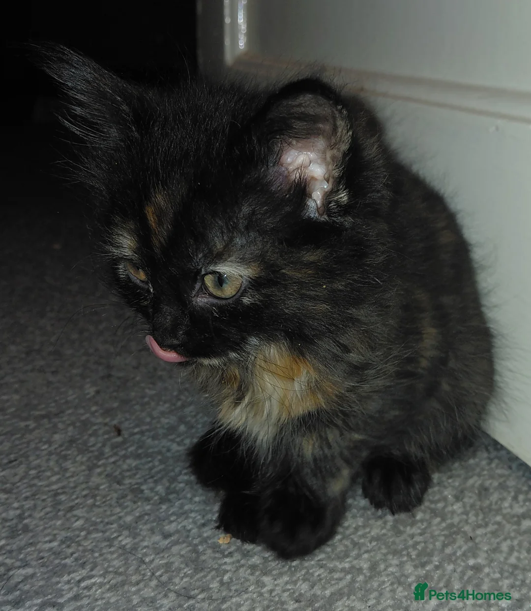 Mixed Breed cats for sale: Last kitten for sale - Advert 2