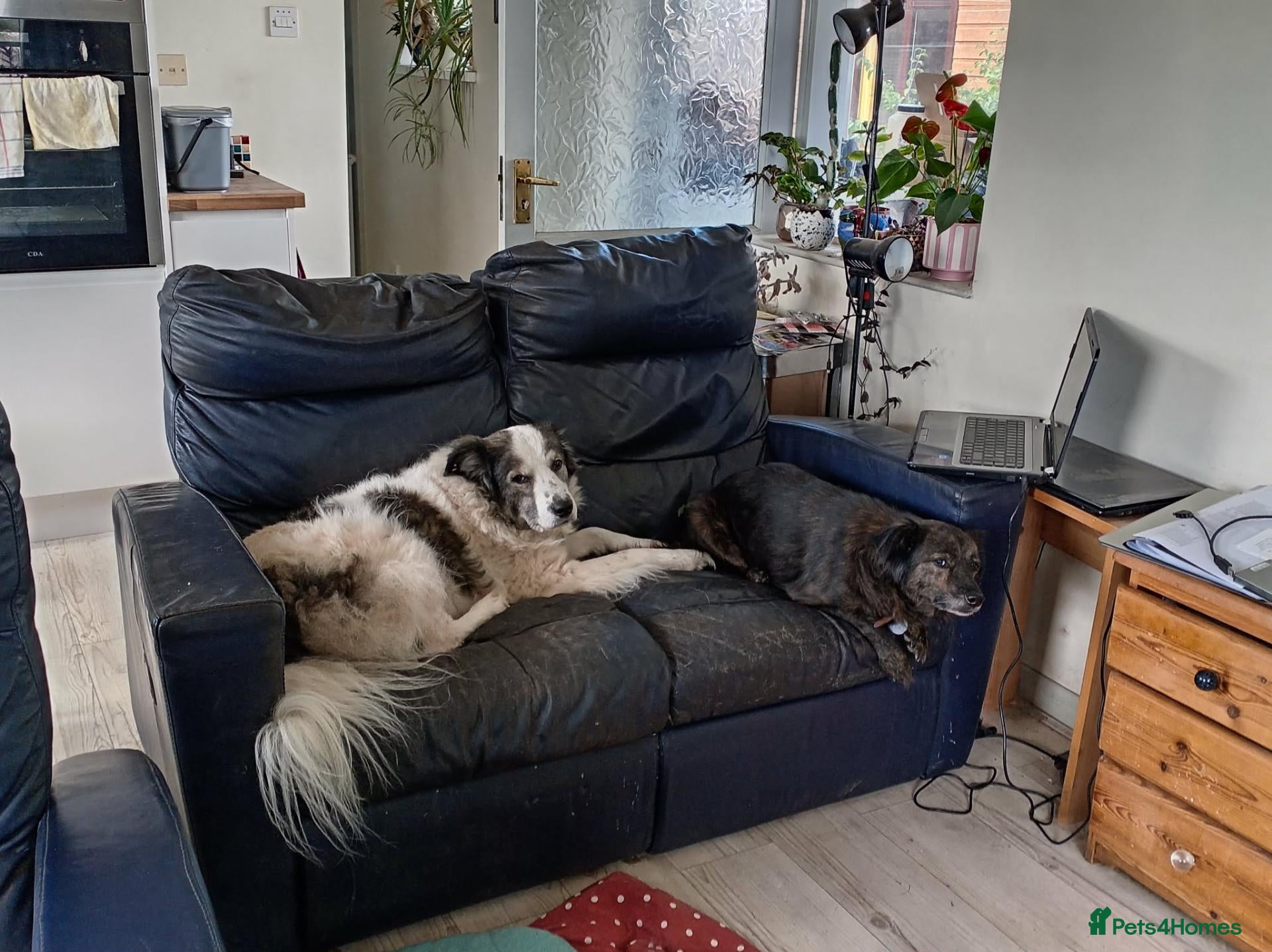 Mixed Breed dogs Lilly & Fleabag (Lulu) — Better Homed Together - Advert 1