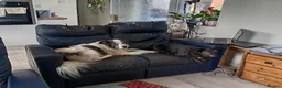 Mixed Breed dogs for adoption: Lilly & Fleabag (Lulu) — Better Homed Together in Lincoln - Advert 1