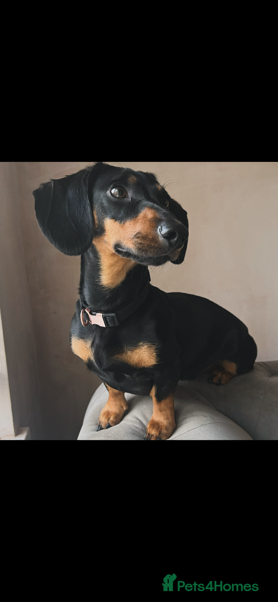 Dachshund dogs Beautiful 4yr old dachshund  - Advert 1