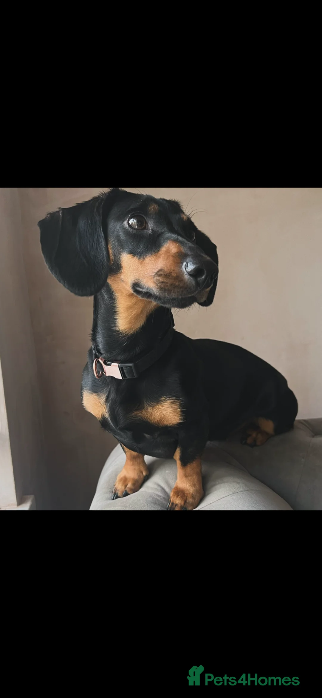 Dachshund dogs for sale: Beautiful 4yr old dachshund  - Advert 1