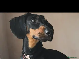 Dachshund dogs Beautiful 4yr old dachshund - Advert 2