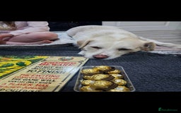 Mixed Breed dogs for sale: Casper  - Image 1