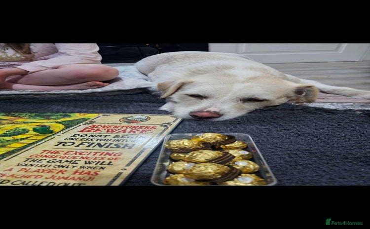 Mixed Breed dogs - Advert 9