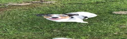 Jack Russell dogs for sale: Miniature Jack Russell puppies - blue carriers - Advert 5