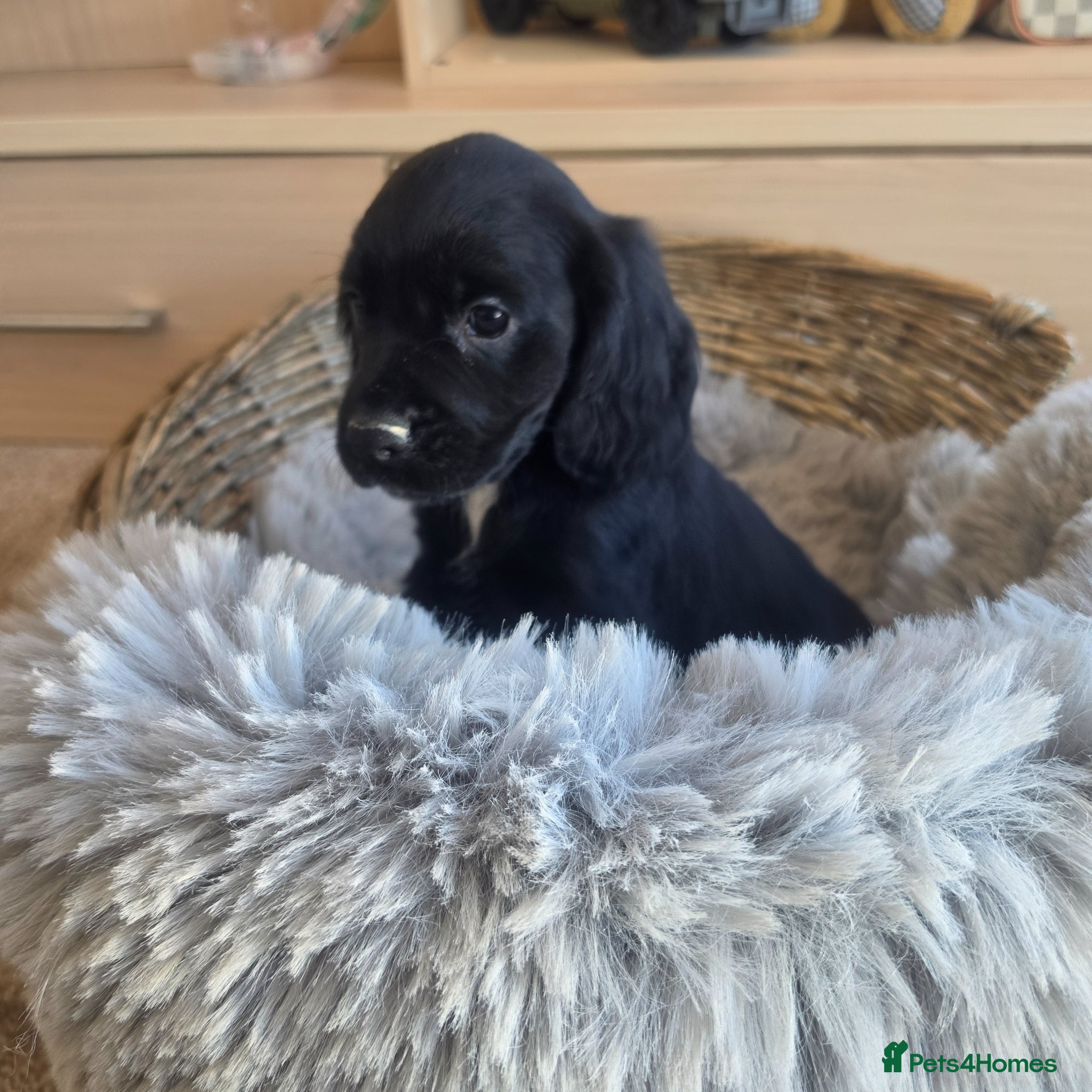 Cocker Spaniel dogs Working type Cocker Spaniels Ready now - Advert 1