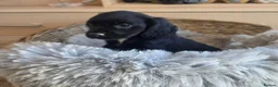 Cocker Spaniel dogs for sale: Working type Cocker Spaniels Ready now - Advert 1