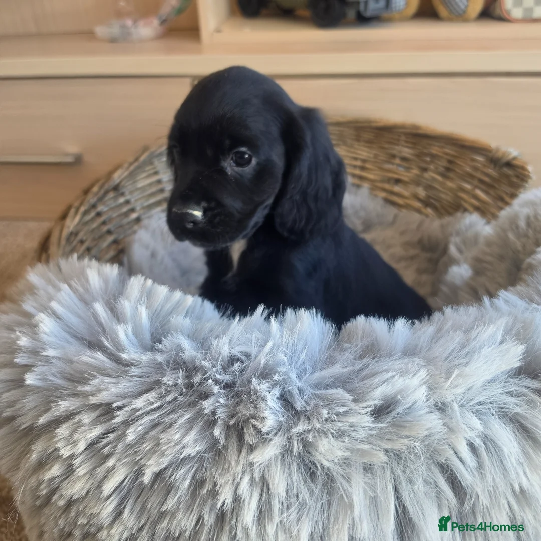 Cocker Spaniel dogs for sale: Working type Cocker Spaniels Ready now - Advert 1