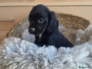 Cocker Spaniel dogs Working type Cocker Spaniels Ready now - Advert 1