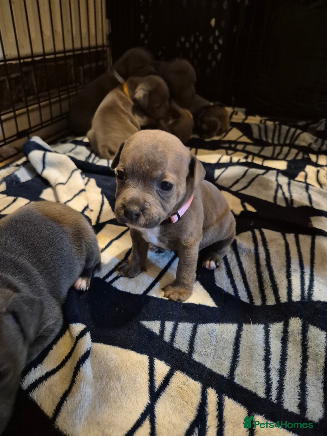 Staffordshire Bull Terrier dogs for sale: Eight gorgeous staffy puppies. - Advert 25