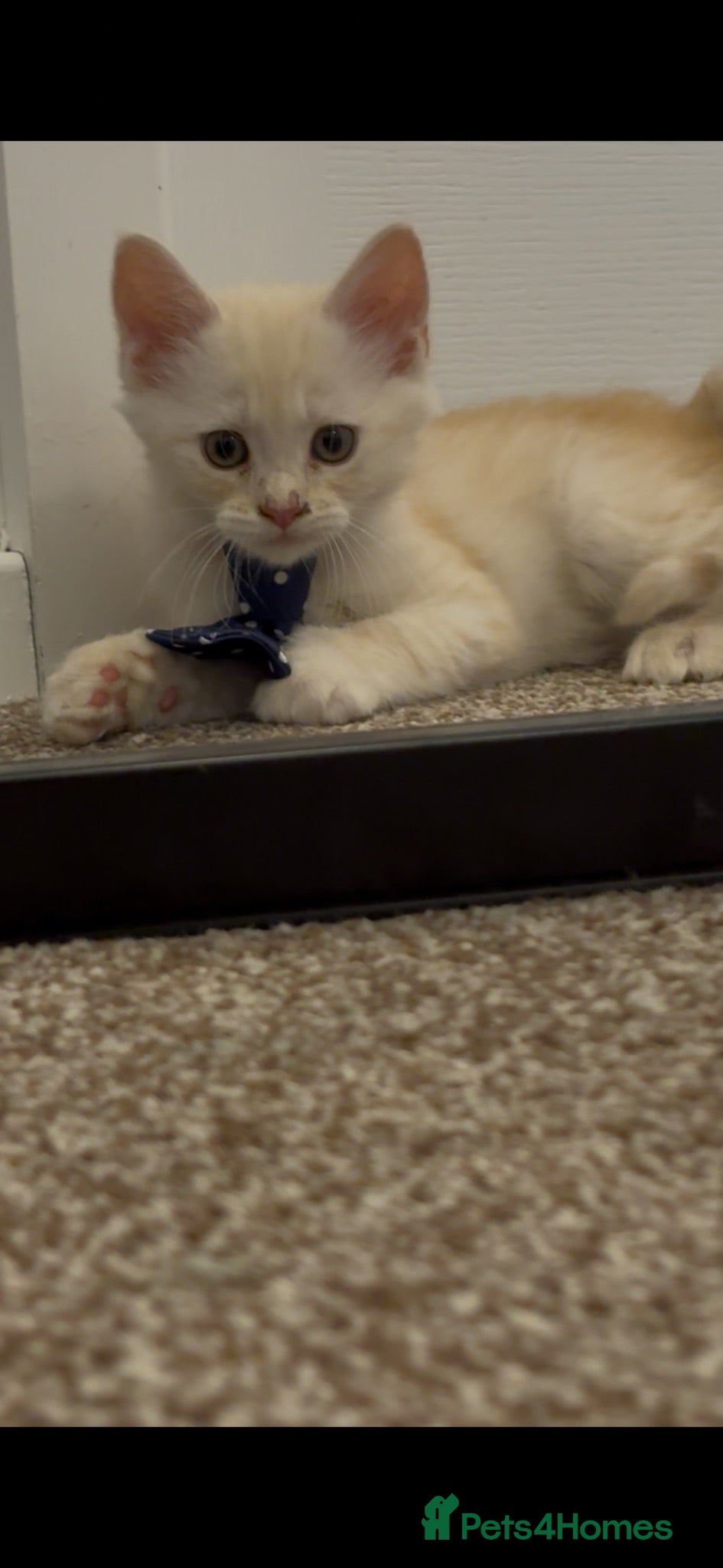Maine Coon cats 🔥very cheap full Maine coon ready to leave 🔥 - Advert 12