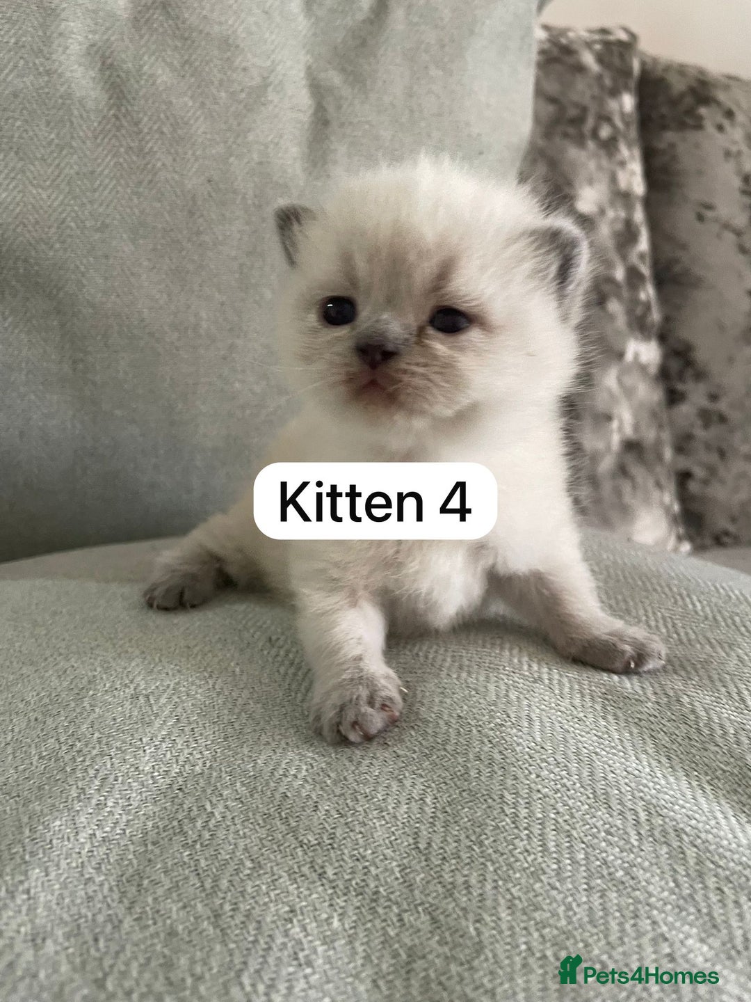 British Shorthair cats for sale: Full breed British short hair - Image 6