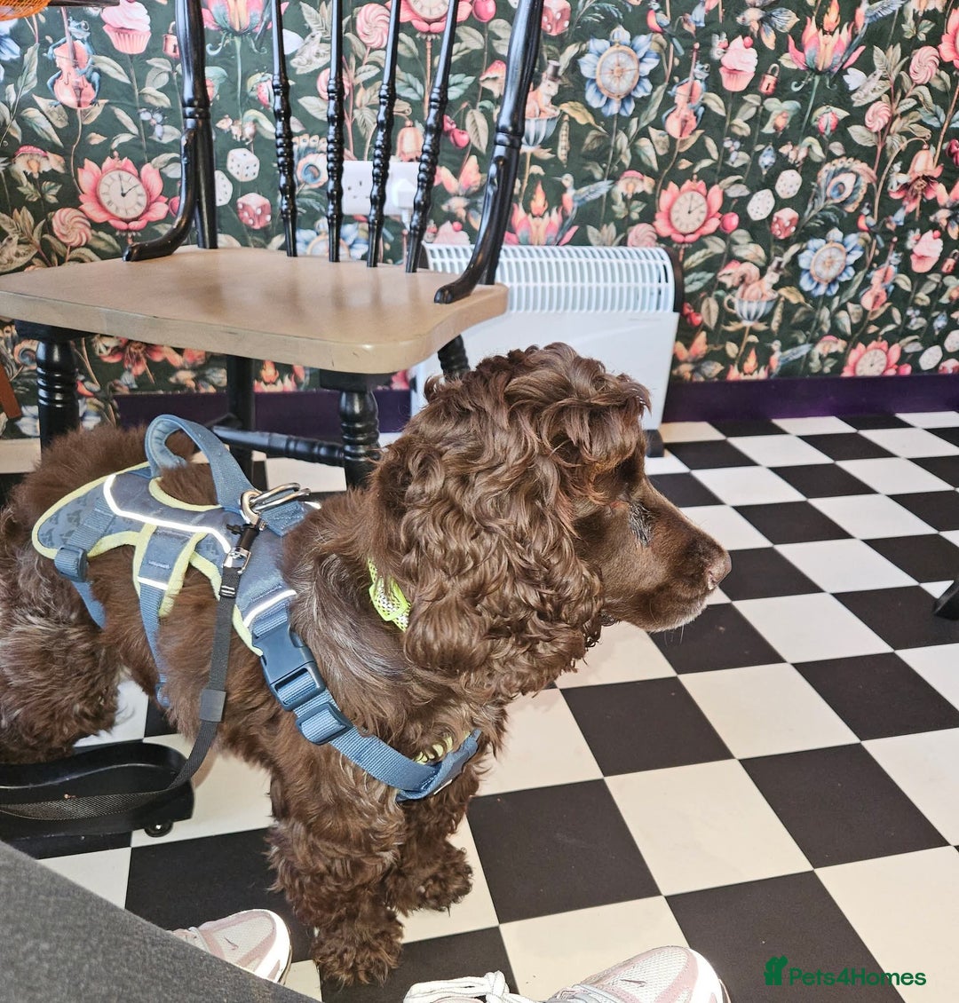 Cocker Spaniel dogs for sale: Ruby 1 year old chocolate roan female  - Advert 3