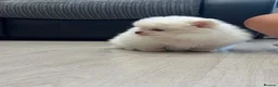 Pomeranian dogs for sale: Tiny Teddy Pomeranian Puppies for sale  - Advert 22